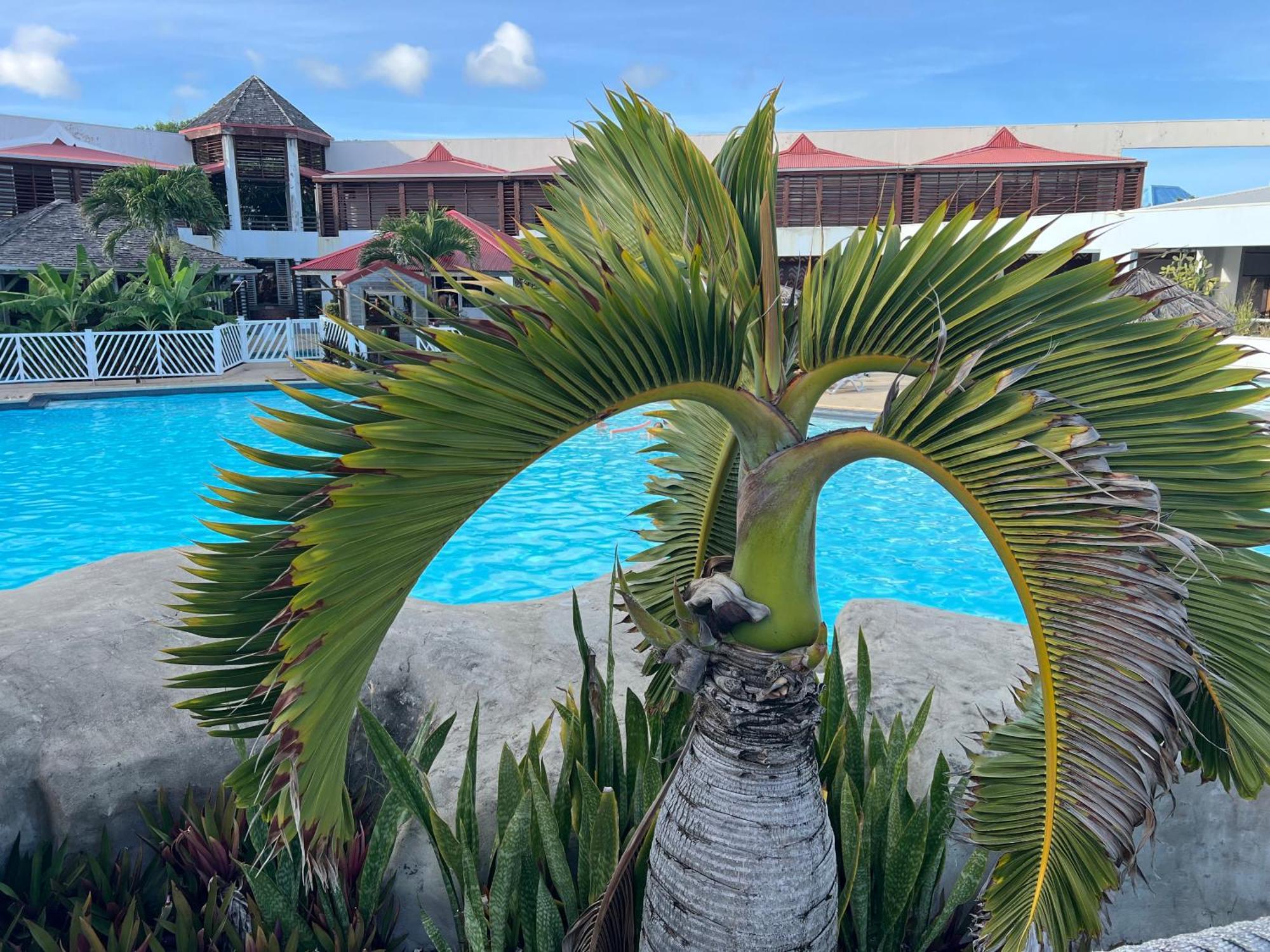 Studio Bord De Mer Avec Piscine - Le Manganao, Saint-Francois Экстерьер фото